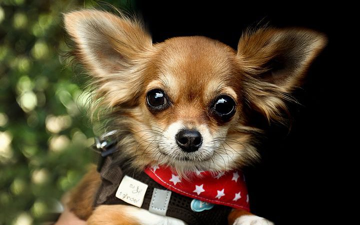 Jakim sposobem wychować szczenię? Zabawa oraz tresura