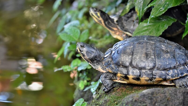 Jak dobrze się przygotować do hodowli żółwia w domu